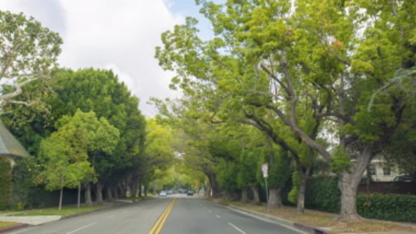 Tree canopy
