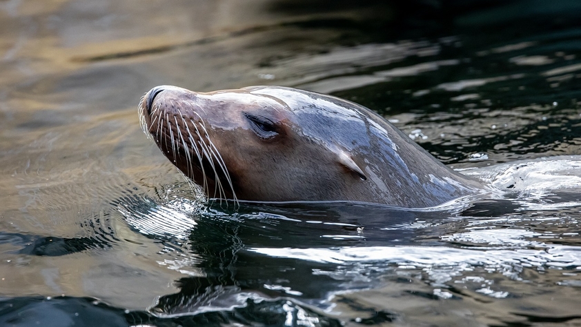 Sea lion in water